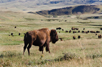bison mt rushmore mount rushmore black hills south dakota wildlife