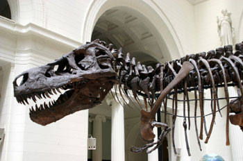 t-rex dinosaur american museum of natural history