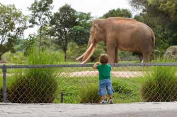 zoo elephant child friendly field trip